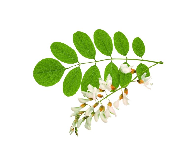 Foto folhas e flores verdes da planta de acácia isoladas em fundo branco