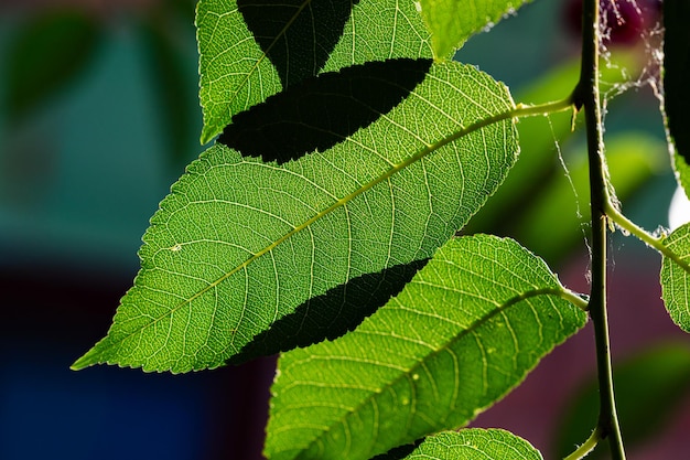 Folhas e folhas verdes Frutas e legumes Plantas e plantas Árvores e árvores