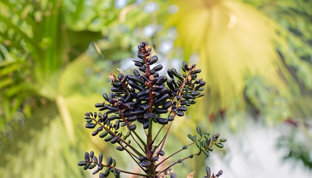 Folhas e frutas da planta de açaí