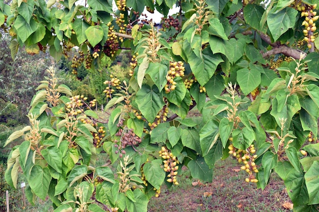 Foto folhas e frutos da árvore da princesa paulownia tomentosa