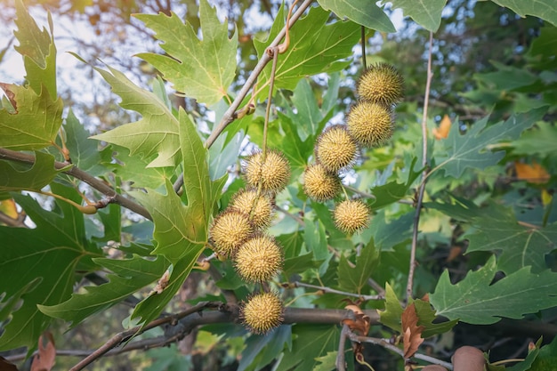 Folhas e frutos da árvore sicômoro platanus closeup