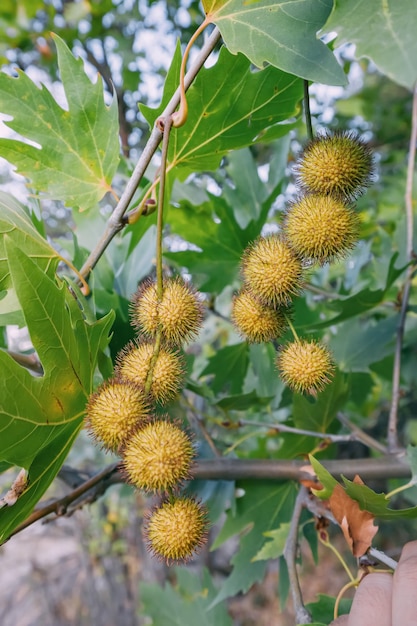 Foto folhas e frutos da árvore sicômoro platanus closeup