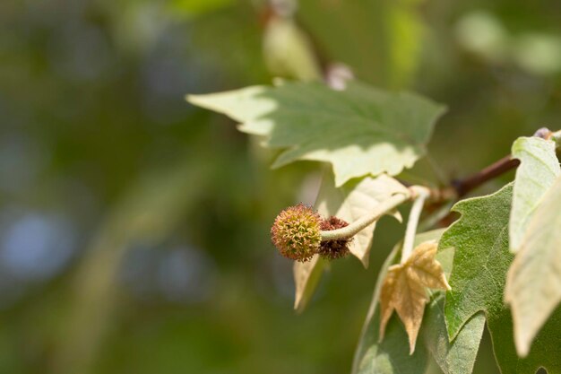 Foto folhas e frutos de platanus occidentalis também conhecidos como sicômoro americano folhas e frutas de platanis occidentalis também conhecido como sicómoro americano