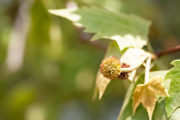 Folhas e frutos de platanus occidentalis também conhecidos como sicômoro americano folhas e frutas de platanis occidentalis também conhecido como sicómoro americano