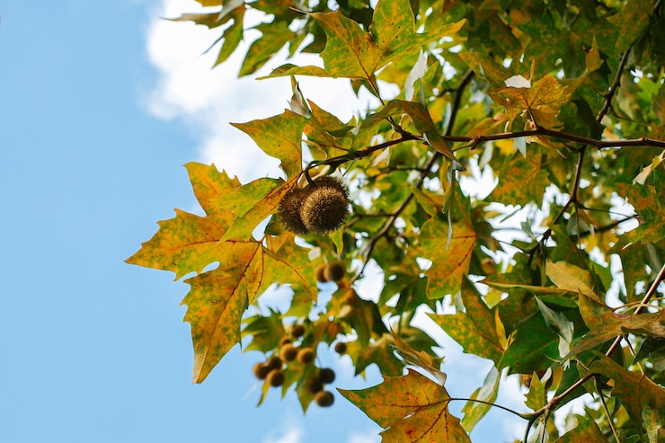 Foto folhas e frutos de um plátano, um galho de uma árvore de sicômoro com um sicômoro redondo em um fundo de um céu azul com um fundo de natureza de nuvem