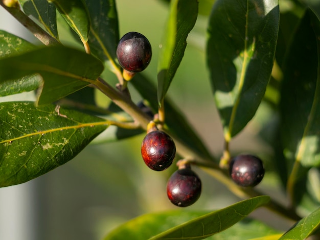 Folhas e frutos de uma árvore Laurel closeup