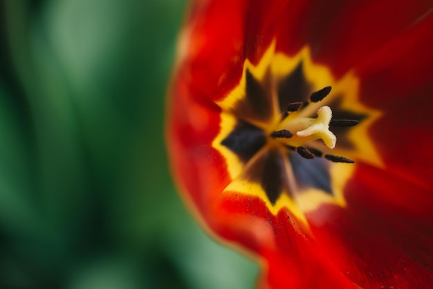 Foto folhas e fundo de glitter vermelho, tulipa vermelha com fundo de glitter