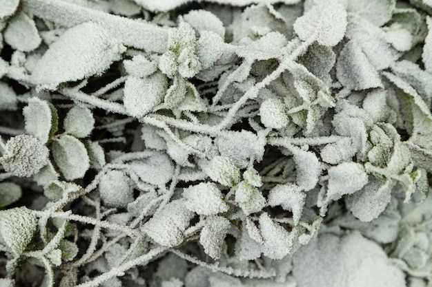 Folhas e grama cobertas com gelo. Conceito floral abstrato do fundo, do jardim e do inverno. Textura de geada, close-up, camada plana, vista superior.