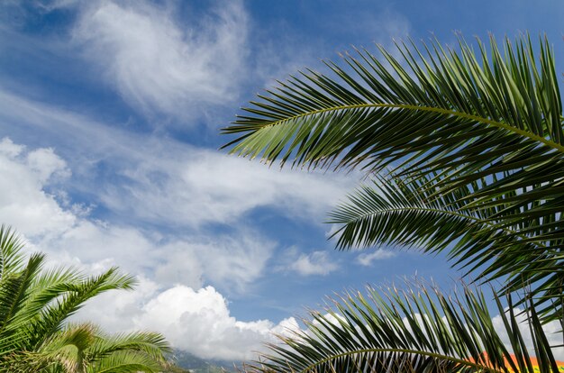 Folhas e nuvens da palmeira no céu azul - vista do céu de verão