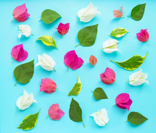 Folhas e pétalas de buganvílias vermelhas, rosa e brancas lindas