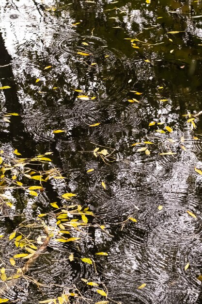 Folhas e reflexos na água de uma lagoa no outono