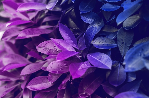 Foto folhas em cores neon holográficas de gradiente vibrantes em negrito. arte conceitual. fundo de surrealismo mínimo.