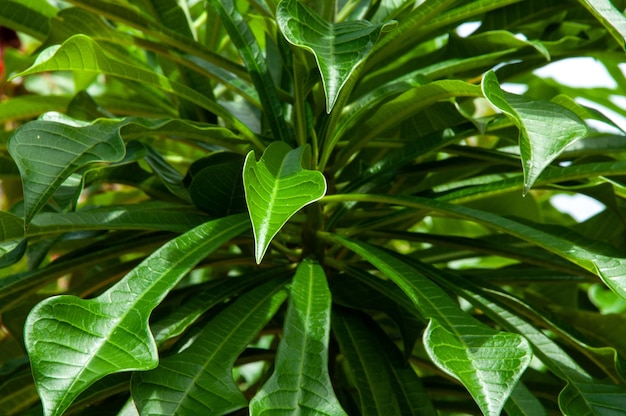 Folhas em forma de colher de flor de Plumeria pudica