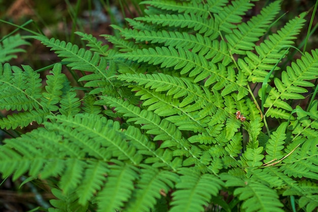 Folhas fechadas das samambaias mais antigas da floresta