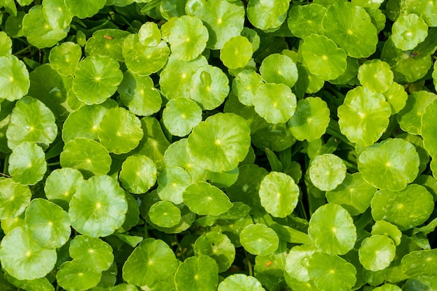 Folhas fitoterápicas de centella asiatica