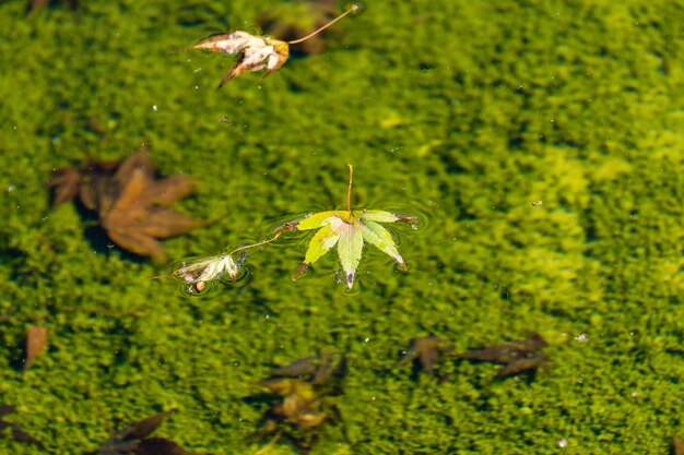 Folhas flutuando em uma lagoa na Califórnia
