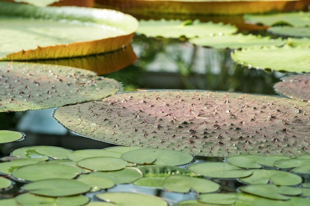 folhas flutuantes de vários lírios de água na exposição do jardim botânico