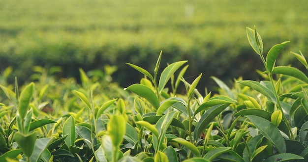 Folhas frescas da árvore do chá verde na fazenda de ervas ecológicas plantações de chá de árvores na luz do sol da manhã frescura ervas do jardim natural terras agrícolas beber orgânico relaxar planta de saúde árvore de chá verde na fazenda