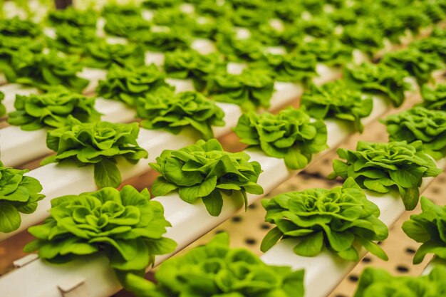 Folhas frescas de alface, close-up., Planta de salada de alface Butterhead, folhas vegetais hidropônicas. Alimentos orgânicos, agricultura e conceito hidropônico