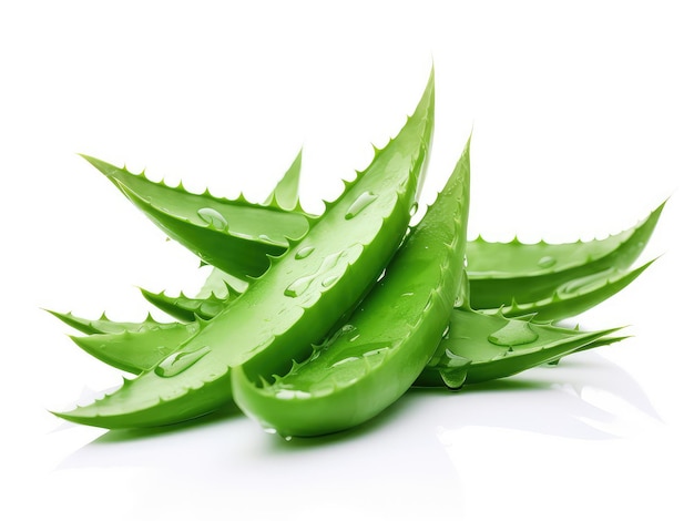 Folhas frescas de aloe vera verdes em fundo branco