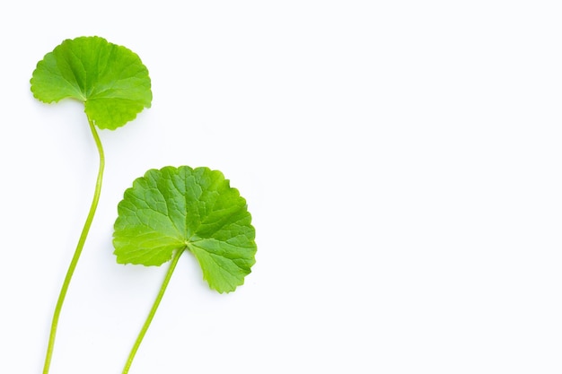 Folhas frescas de gotu kola em branco