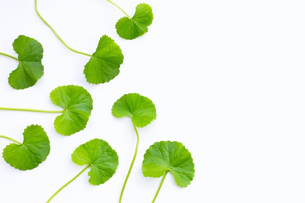 Folhas frescas de gotu kola em branco