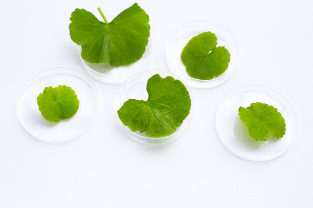 Foto folhas frescas de gotu kola em placas de petri em fundo branco.