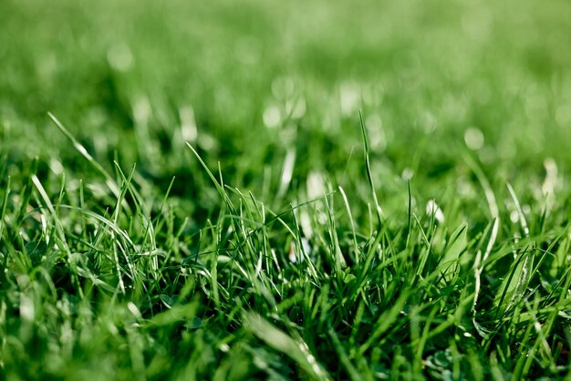 Folhas frescas de grama verde jovem tiradas em um dia ensolarado de verão à luz de um céu pôr do sol O conceito de ecologia e cuidado com o meio ambiente e o planeta