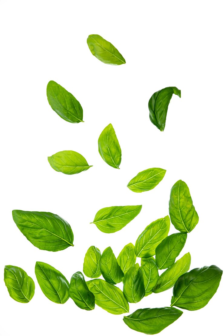 Folhas frescas de manjericão em um fundo branco