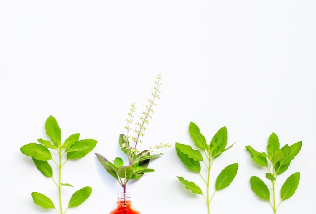 Folhas frescas de manjericão sagrado e flores com frasco de óleo essencial.