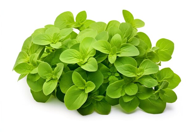 Folhas frescas de orégano verde Origanum