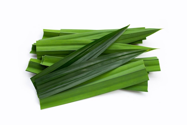 Folhas frescas de pandan no fundo branco