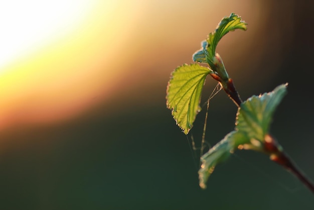 Folhas frescas de primavera em uma árvore