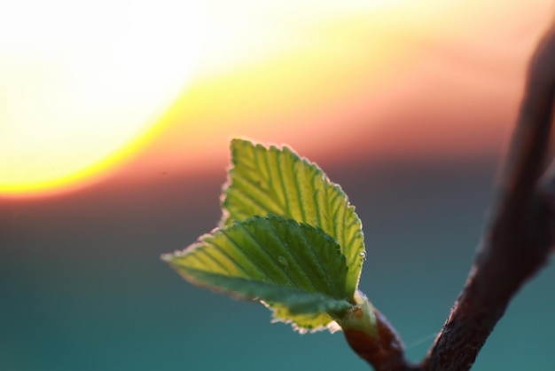 Folhas frescas de primavera em uma árvore