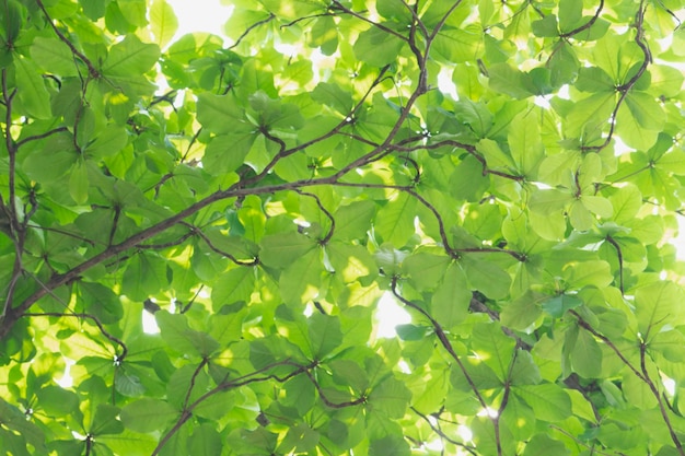 Folhas frescas de primavera verde fundo