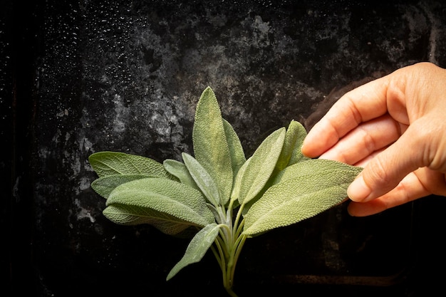 Folhas frescas de sálvia. Folhas de sálvia verdes e molhadas recém colhidas no jardim da casa.