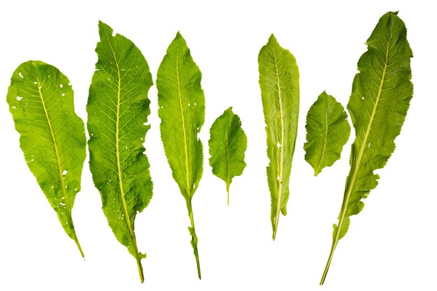 Conjunto de cactos com espinhos e flores cacto de planta verde mexicana com  espinhos elemento do deserto e paisagem do sul ilustração em vetor plana  dos desenhos animados isolado no fundo branco