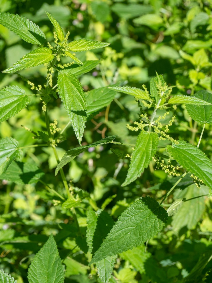 Foto folhas frescas de urtiga. o conceito de medicina alternativa. uma planta verde brilhante que é usada em alimentos e medicamentos