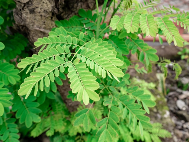 folhas frescas que crescem selvagens na floresta