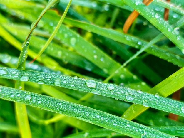 Folhas frescas verdes com gotas de água