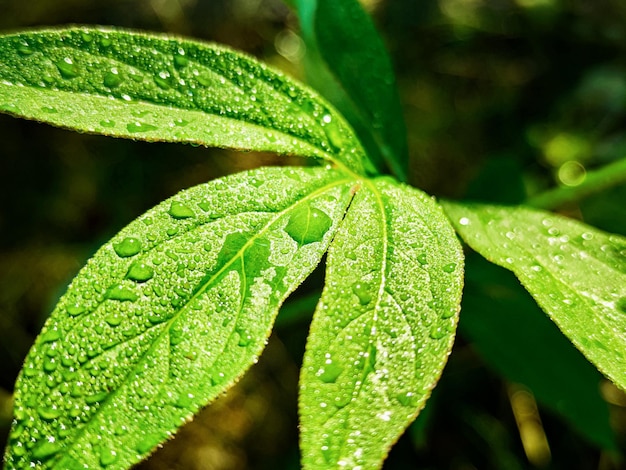 Folhas frescas verdes com gotas de água