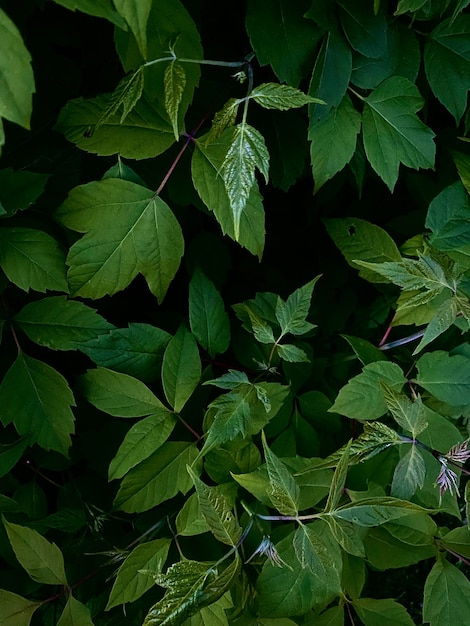 Folhas frescas verdes para papéis de parede ou fundos