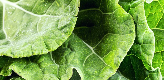 folhas grandes de couve soltas e verdes usadas na culinária