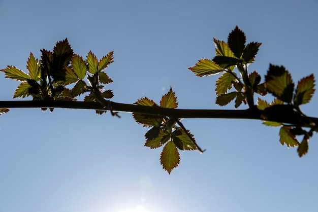 folhas jovens blackberry na temporada de primavera belas novas folhas de arbusto blackberry em tempo ensolarado e com um céu azul