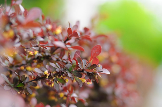 Folhas jovens coloridas de um galho de arbusto em fulda hessen alemanha