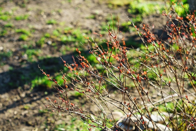Folhas jovens da primavera em um arbusto de spirea japonês