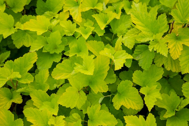 Folhas jovens de fundo verde natural em galhos, close-up