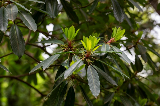 Folhas jovens de magnólia em um galho magnolia grandiflora comumente conhecido como magnólia do sul ou baía de touro