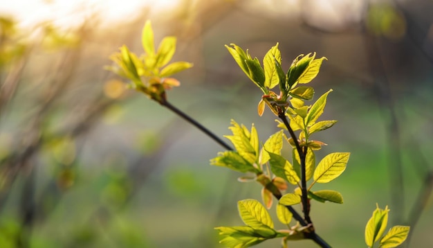 Folhas jovens na árvore da primavera