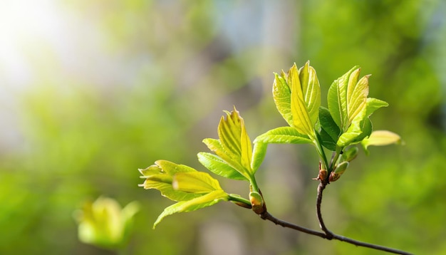 Folhas jovens na árvore da primavera